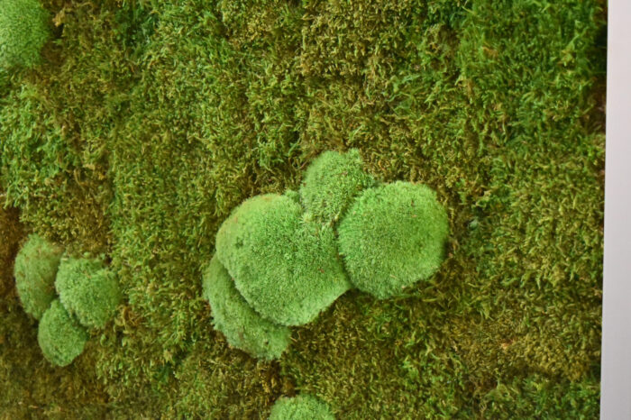 Mooswand aus Island- oder Waldmoos für hohe Schallschutzdämmung